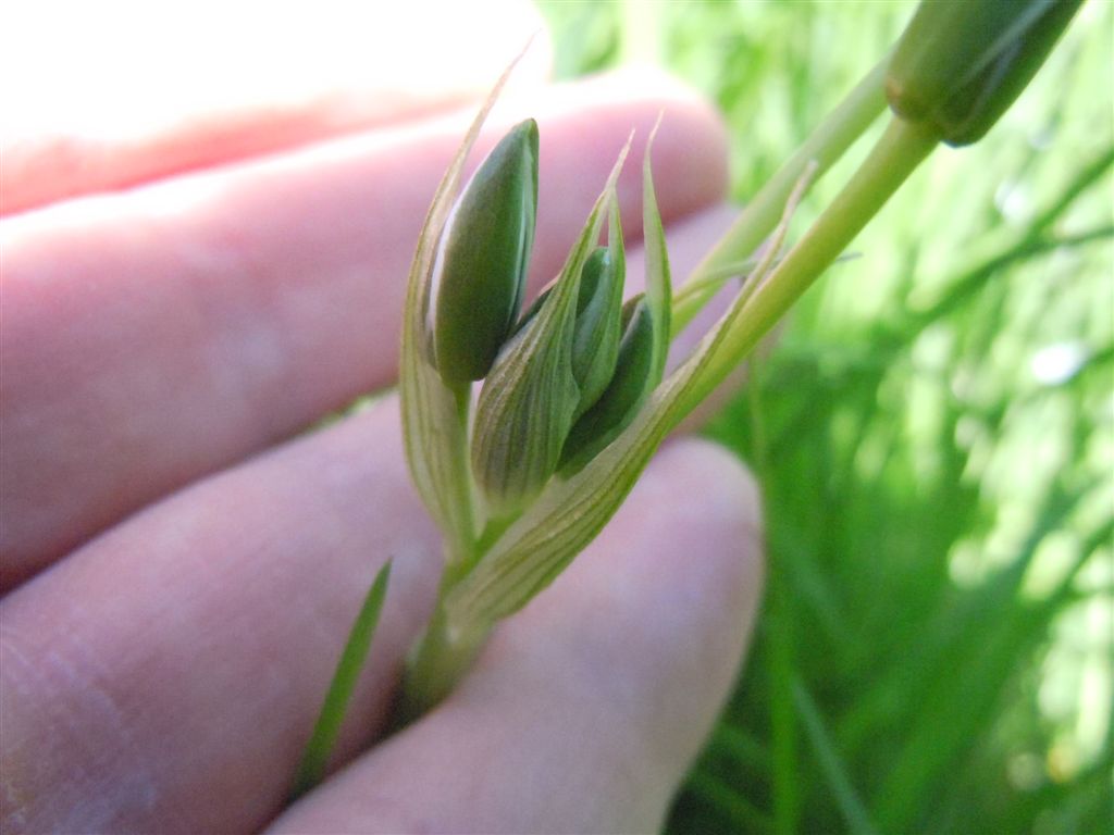 Ornithogalum umbellatum?